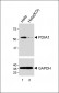 PDIA1 Antibody [Knockout Validated]
